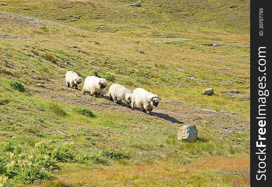 Small herd of sheep in swiss alps