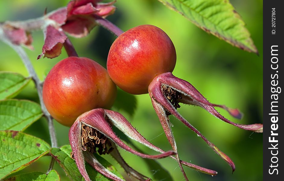 Fruits are ripe rose hips, sunlight. Fruits are ripe rose hips, sunlight