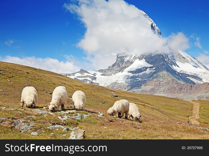 Small herd of sheeps in swiss alps