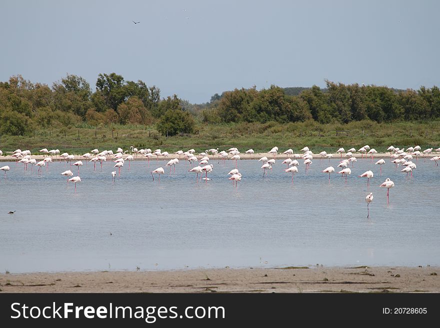 Flamingos, Camargue, France