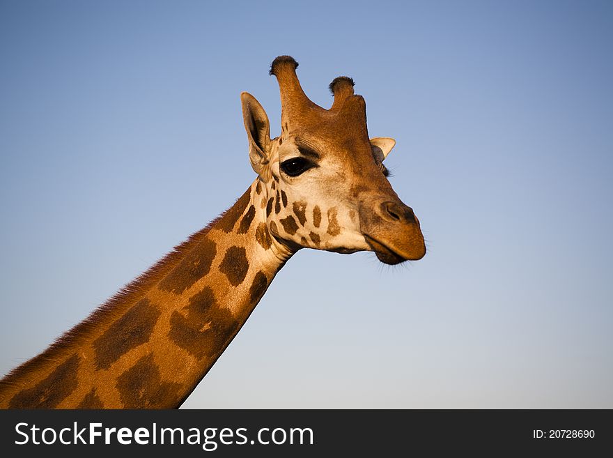 Head and long neck of an african giraffe lit by soft late afternoon light.
