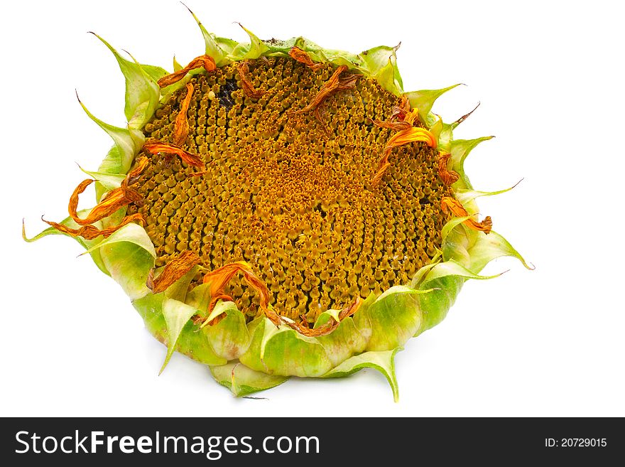 Ripe sunflower on a white background