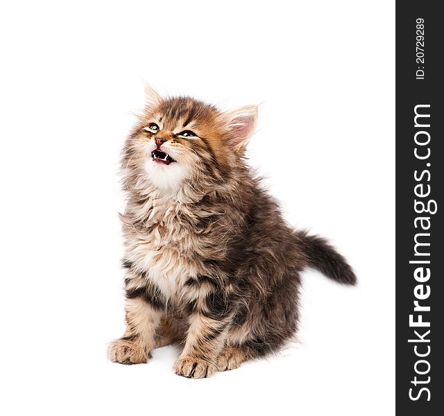 Cute little Siberian kitten on white background. Cute little Siberian kitten on white background