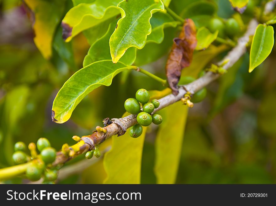 Organic Coffee Beans Ripening On Plant