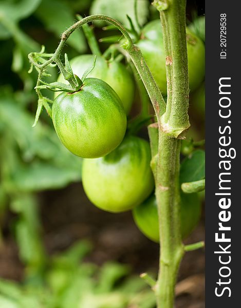 Some ripening tomatoes on the bush in a kitchen garden. Some ripening tomatoes on the bush in a kitchen garden