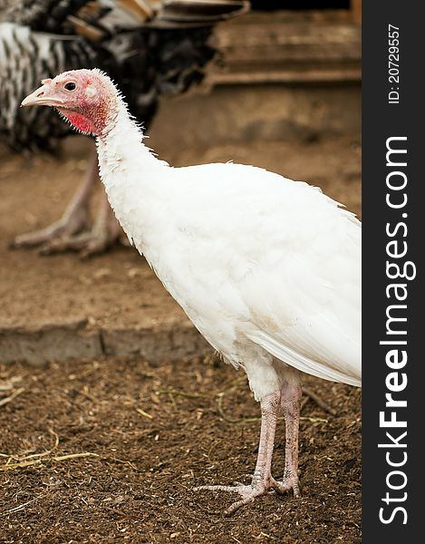 Young turkey walking on the farmyard. Young turkey walking on the farmyard