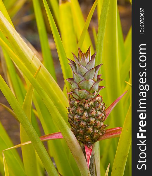 A baby pineapple, on its parent plant. A baby pineapple, on its parent plant