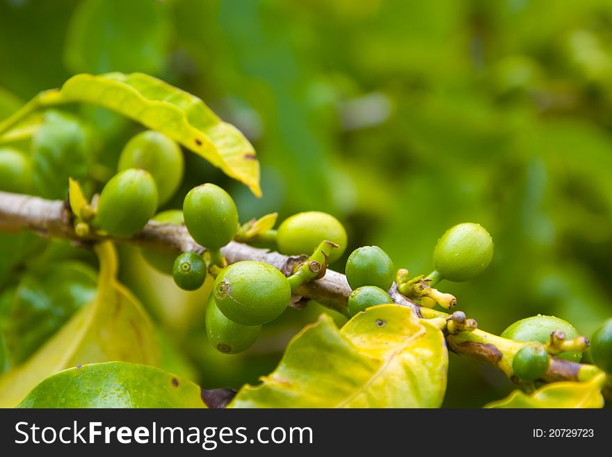 Organic Coffee beans ripening on plant