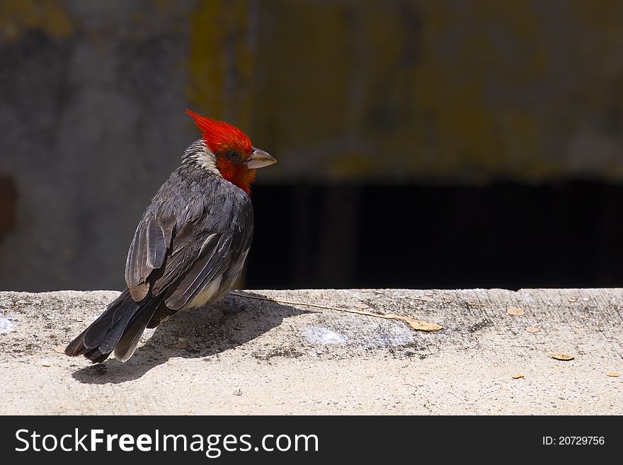 Red-crested Cardinal (Paroaria Coronata)