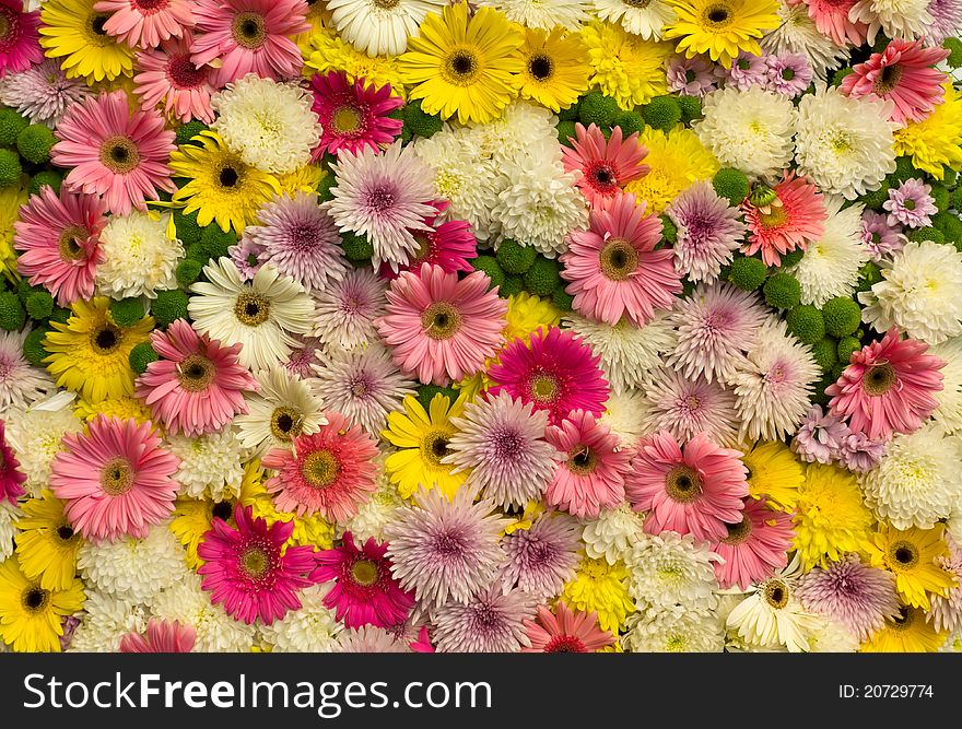 Group of colorful daisy flowers background