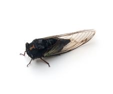 Cicada Stock Photos Cicada Stock Photos