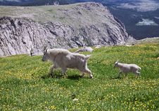 Mountain Goat Mother And Her Kid Stock Photo Mountain Goat Mother And Her Kid Stock Photo