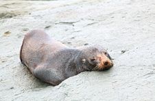 Sleepy Seal Royalty Free Stock Image Sleepy Seal Royalty Free Stock Image