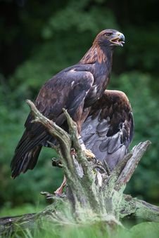 Golden Eagle Stock Photo Golden Eagle Stock Photo