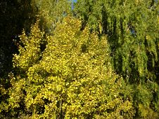Autumn Trees And Blue Sky Royalty Free Stock Image Autumn Trees And Blue Sky Royalty Free Stock Image