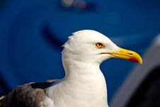 Gull Posing Stock Images