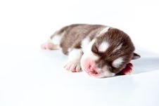 4 Days Baby Siberian Husky Stock Photo