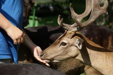 Friendship Of Fallow Buck And Man Stock Images
