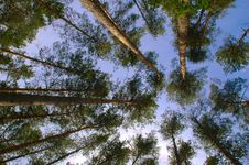 Pine Forest Trunks And Canopy Stock Image