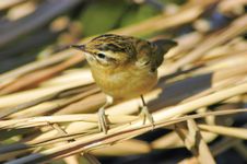Sedge Warbler (Acrocephalus Schoenobaenus) Stock Photos Sedge Warbler (Acrocephalus Schoenobaenus) Stock Photos