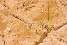 Plant In Dry Brown Soil Stock Images