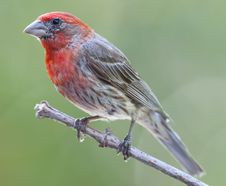 Male House Finch Perched On Branch Stock Image Male House Finch Perched On Branch Stock Image