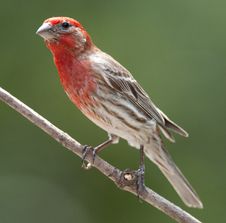 Male House Finch Perched On Branch Royalty Free Stock Photography Male House Finch Perched On Branch Royalty Free Stock Photography