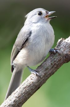 Free Titmouse Singing Stock Image - 20738421