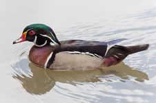 Wood Duck Swimming Stock Photography