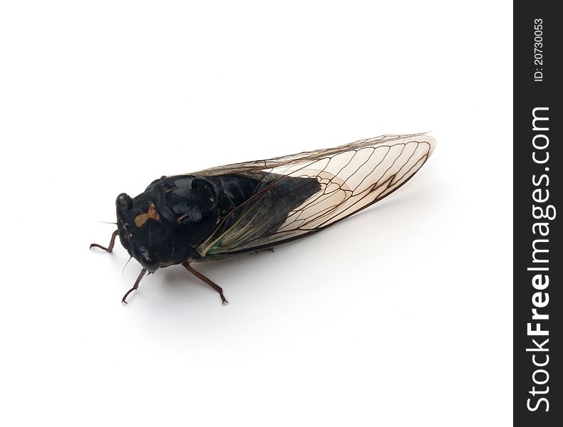 Dark Lyric Cicada (Tibicen lyricen engelhardti) on a white background