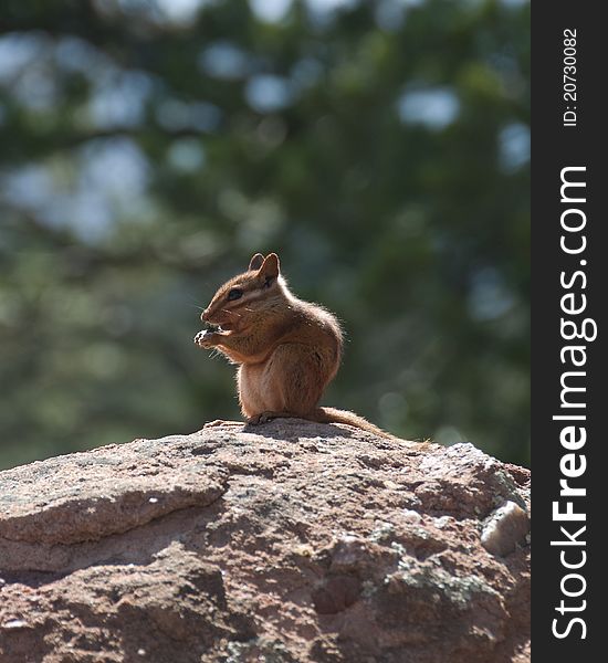 Chipmunk Sitting On A Rock
