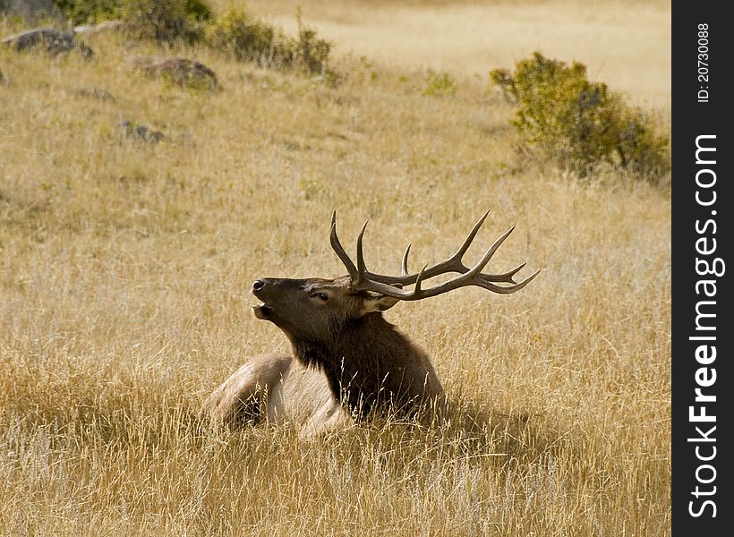 A bugling elk in a meadow taken during the rutting season. A bugling elk in a meadow taken during the rutting season.