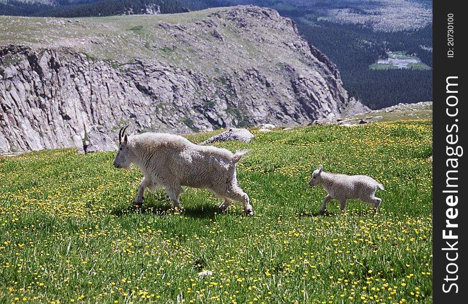 Mountain Goat Mother and Her Kid