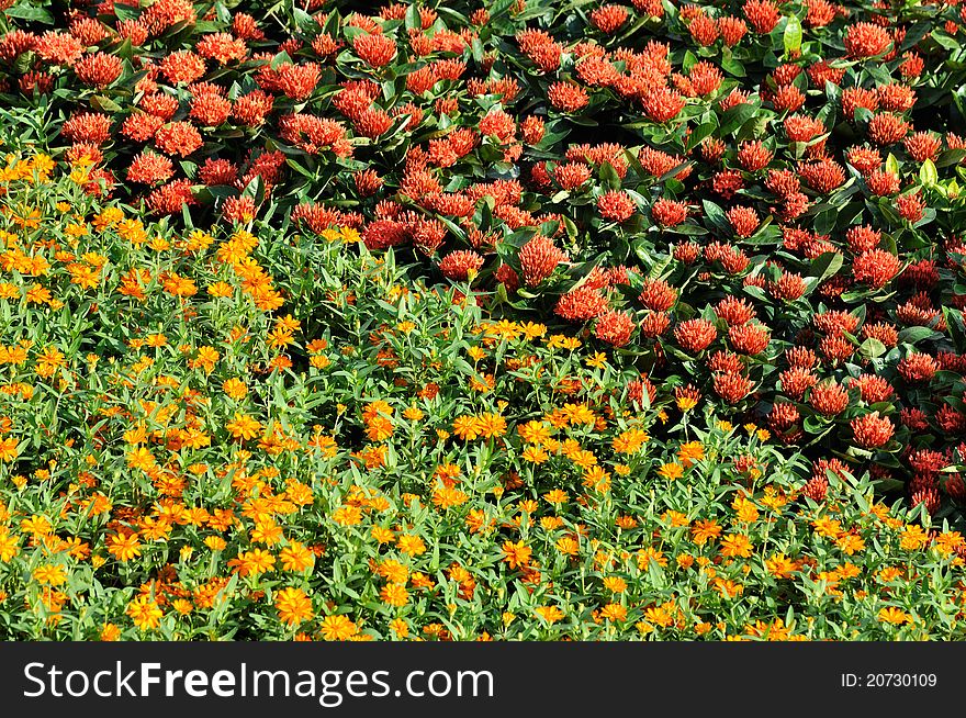 Red And Yellow Color Flower Cluster Pattern