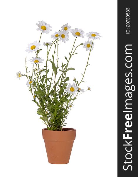 White daisies in a brown pot isolated on a white background.