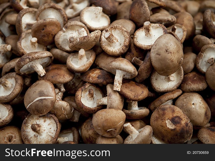 Lots of mushrooms with full frame. Lots of mushrooms with full frame