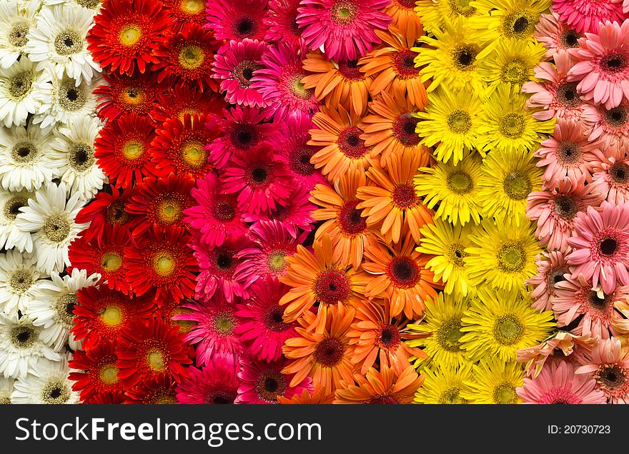 Background of colorful daisy flowers. Background of colorful daisy flowers