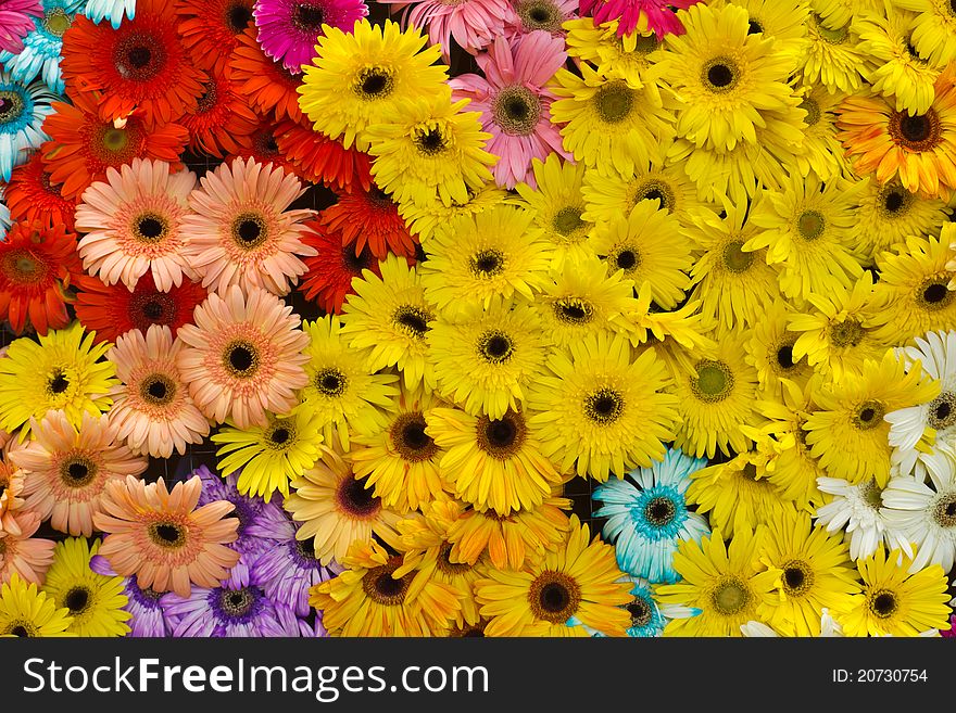 Background from colorful daisy flowers. Background from colorful daisy flowers