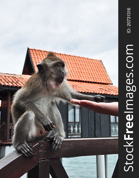 A monkey taking food from a hand in a resort on Langkawi island. A monkey taking food from a hand in a resort on Langkawi island.