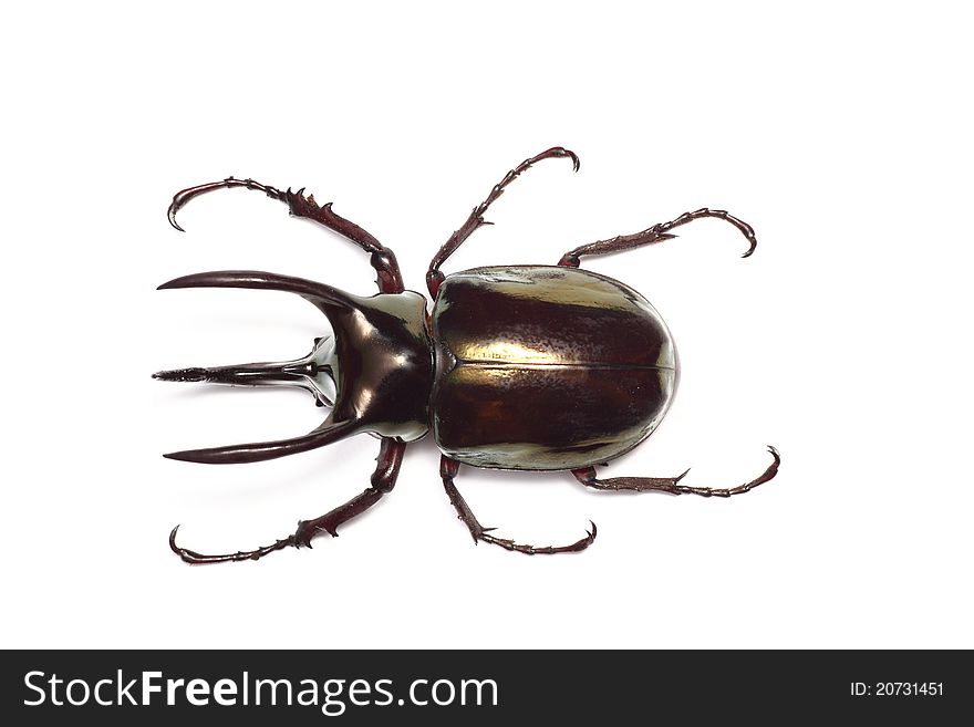 Atlas beetle