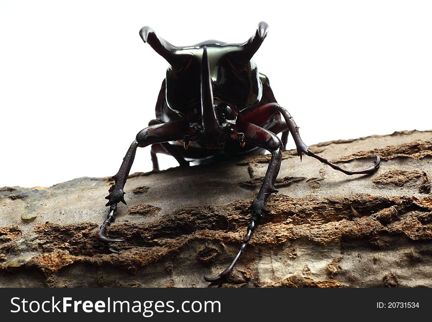 Atlas beetle on sawtooth oak