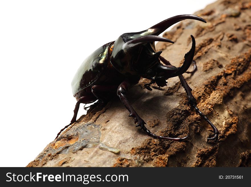 Atlas beetle on sawtooth oak