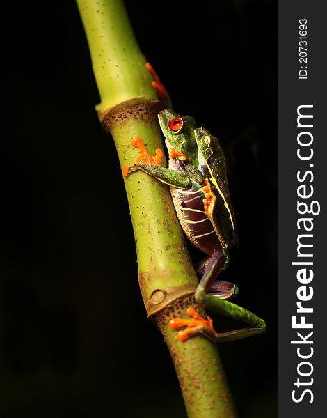 Male and female Red-eyed Tree frogs