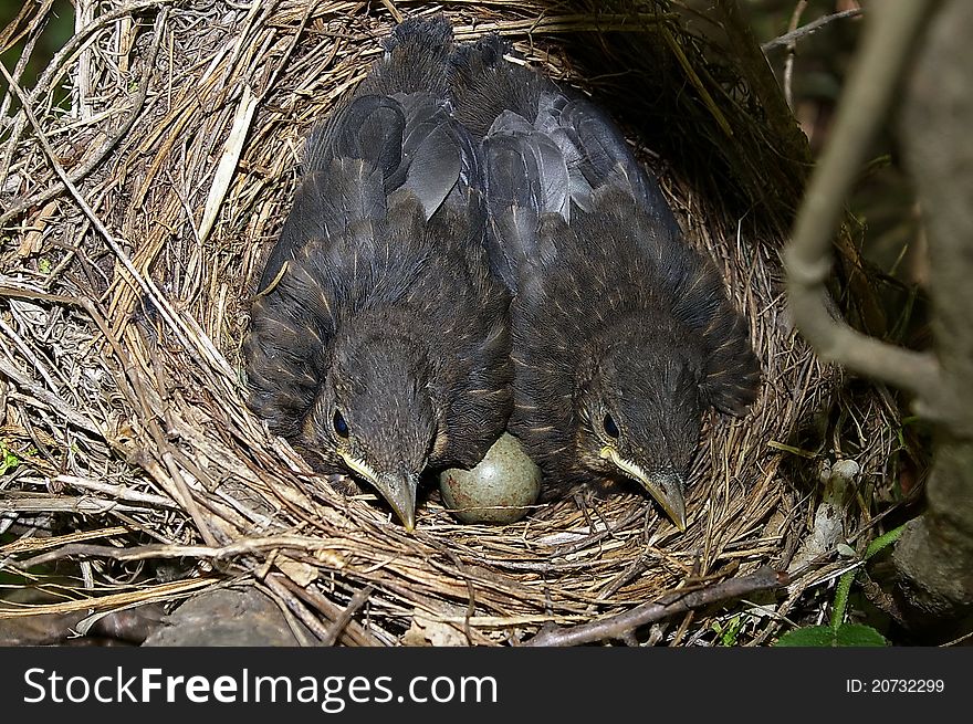 Two little blackbirds in nest.