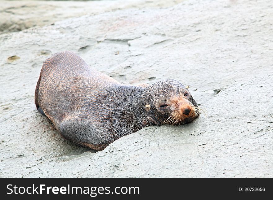 Sleeping wild seal sea lion on rocky coast. Sleeping wild seal sea lion on rocky coast