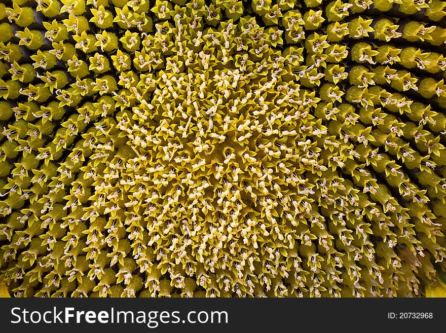 Flower of a sunflower with seeds in summer day