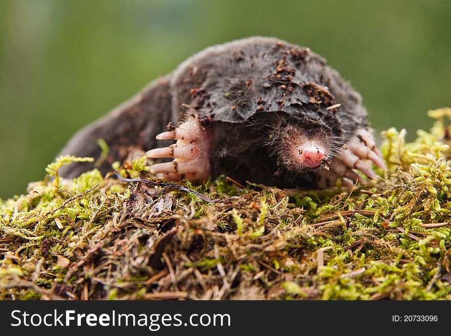 Mole is a blackish brown mammal, which weighs approximately 80 grams. Daily ate worms over one-half its weight. Mole is a blackish brown mammal, which weighs approximately 80 grams. Daily ate worms over one-half its weight.