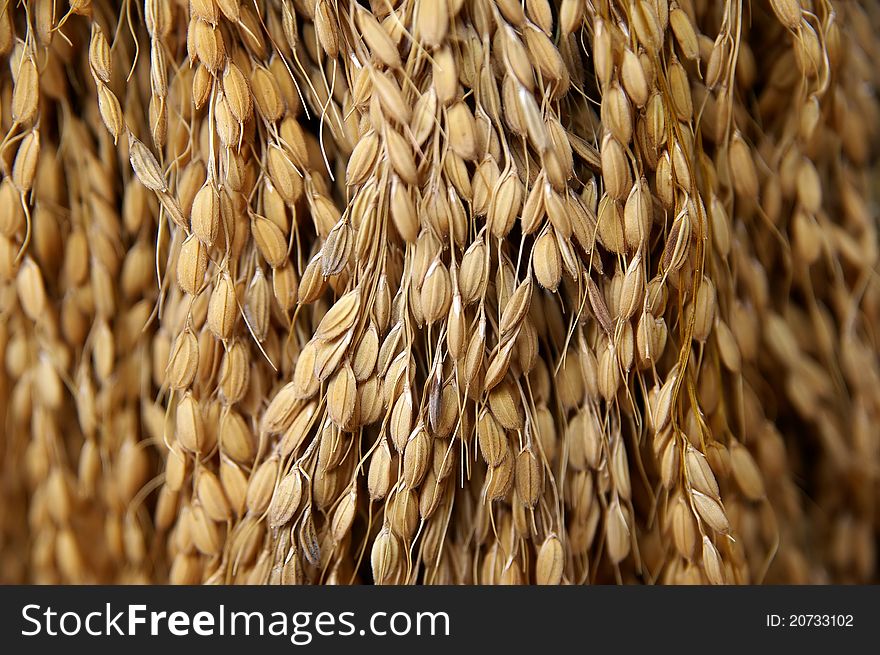 Dried Grain