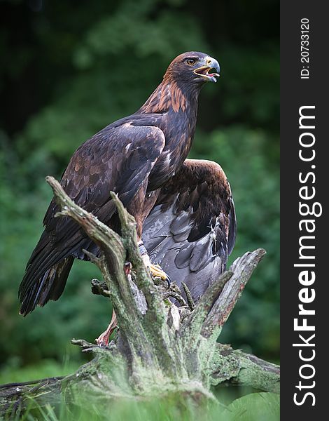 Golden eagle living on rocks, where it has a good view of the landscape