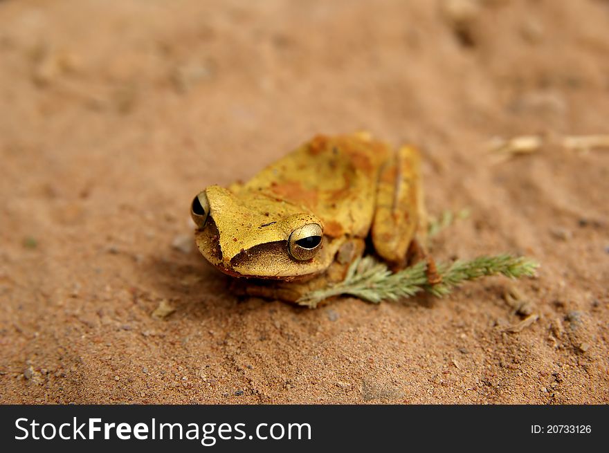 Detail of a golden frog sitting on the soil. Detail of a golden frog sitting on the soil